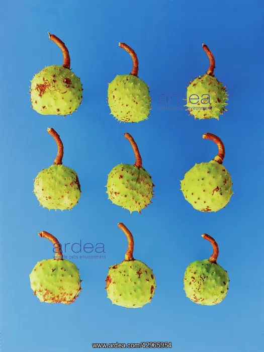 : Horse Chestnut : Horse Chestnut