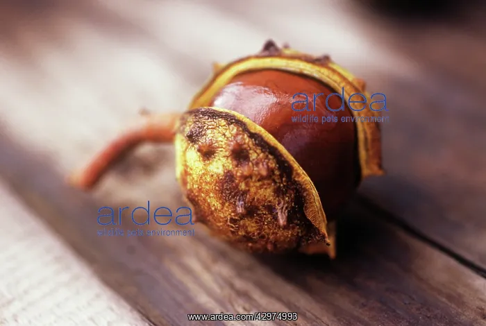 : Horse Chestnut : Horse Chestnut