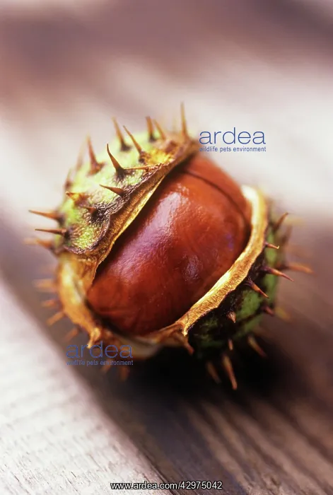 : Horse Chestnut : Horse Chestnut