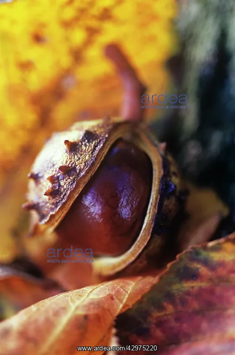 : Horse Chestnut : Horse Chestnut