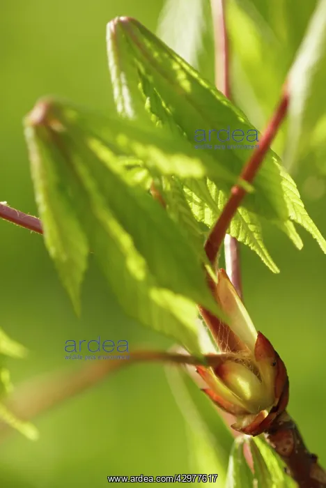 : Horse Chestnut : Horse Chestnut