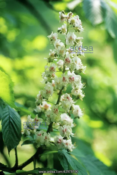 : Horse Chestnut : Horse Chestnut
