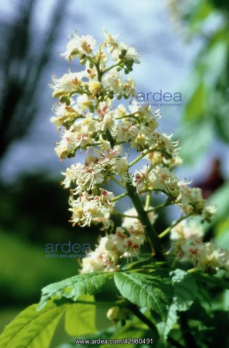 : Horse Chestnut : Horse Chestnut