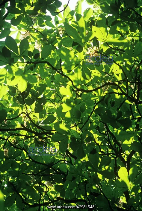 : Horse Chestnut : Horse Chestnut