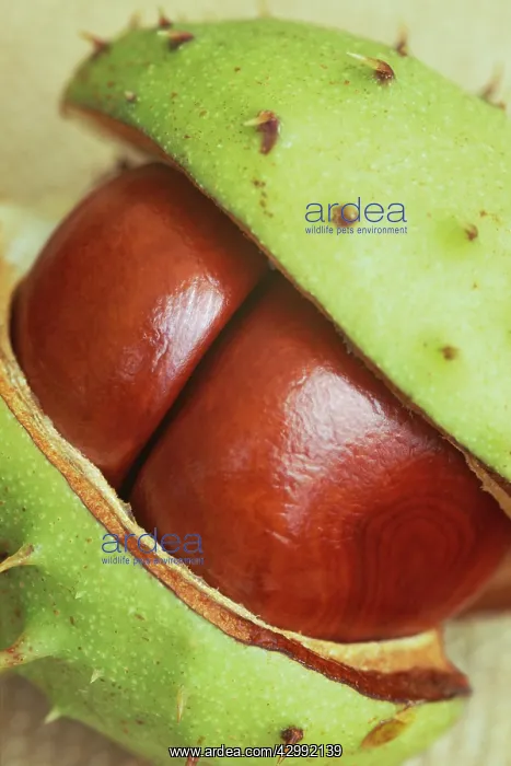 : Horse Chestnut : Horse Chestnut