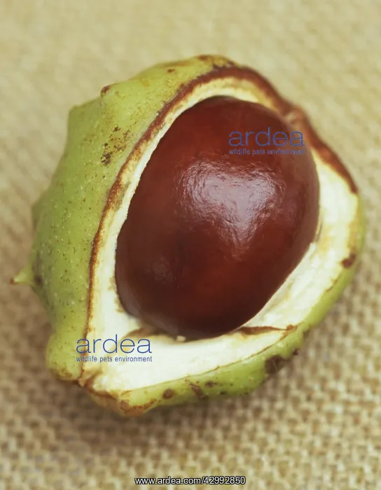 : Horse Chestnut : Horse Chestnut