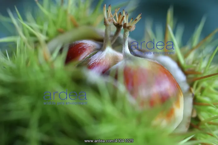 : Horse Chestnut : Horse Chestnut