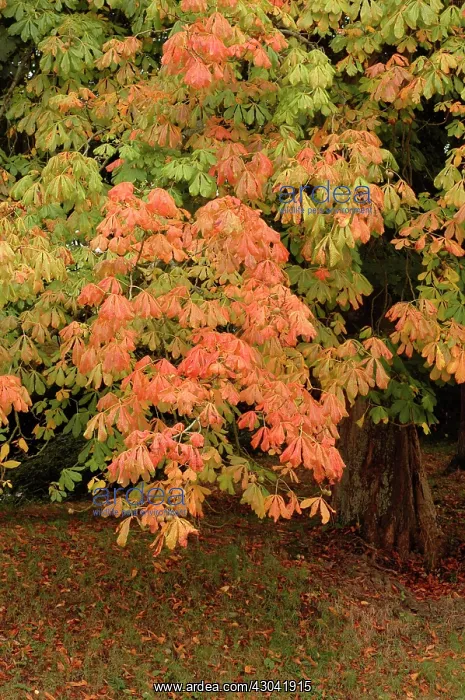 : Horse Chestnut : Horse Chestnut
