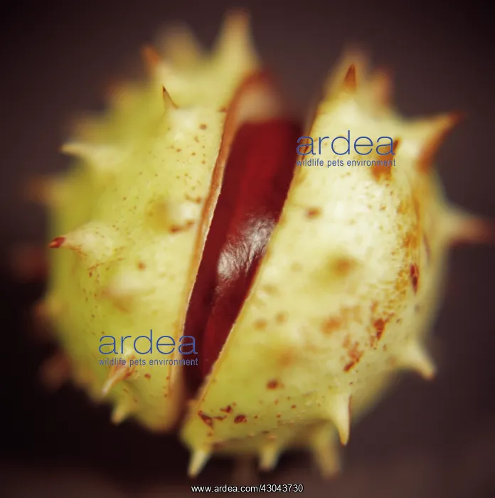 : Horse Chestnut : Horse Chestnut