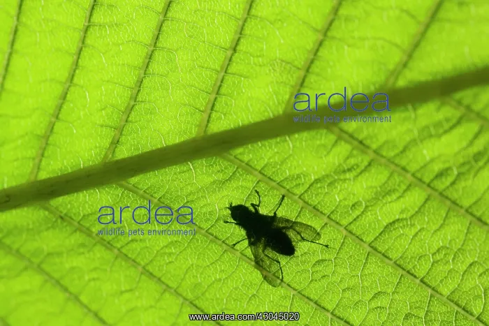 : Horse Chestnut : Horse Chestnut