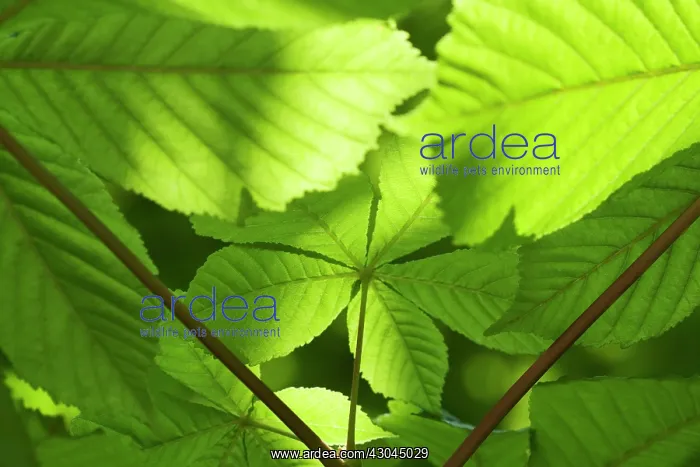 : Horse Chestnut : Horse Chestnut