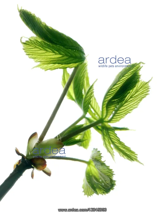 : Horse Chestnut : Horse Chestnut