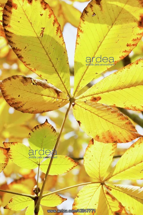 : Horse Chestnut : Horse Chestnut