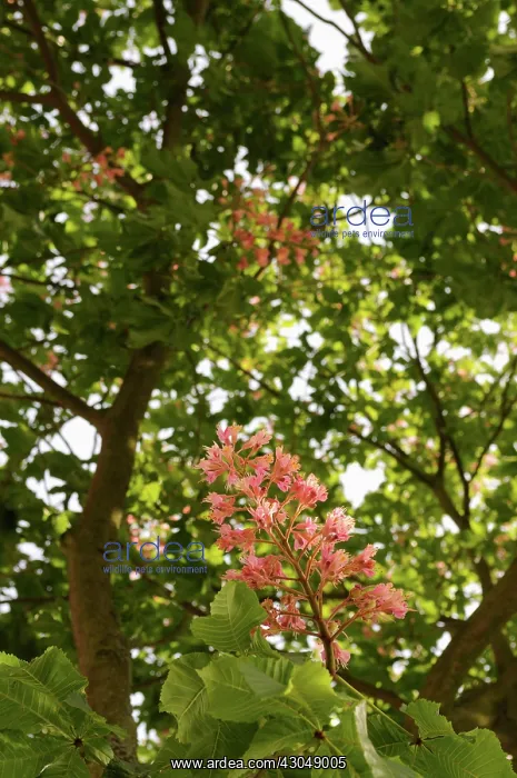 : Horse chestnut : Horse chestnut