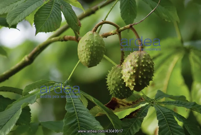 : Horse Chestnut : Horse Chestnut