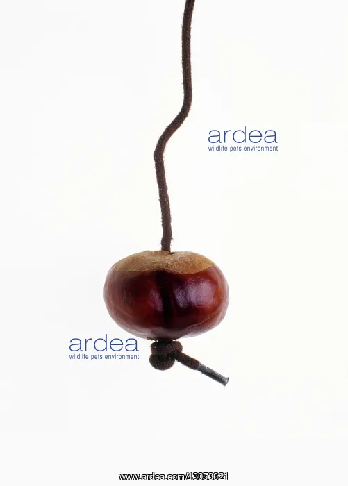 : Horse Chestnut : Horse Chestnut