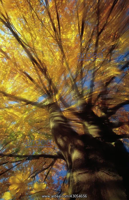 : Horse Chestnut : Horse Chestnut
