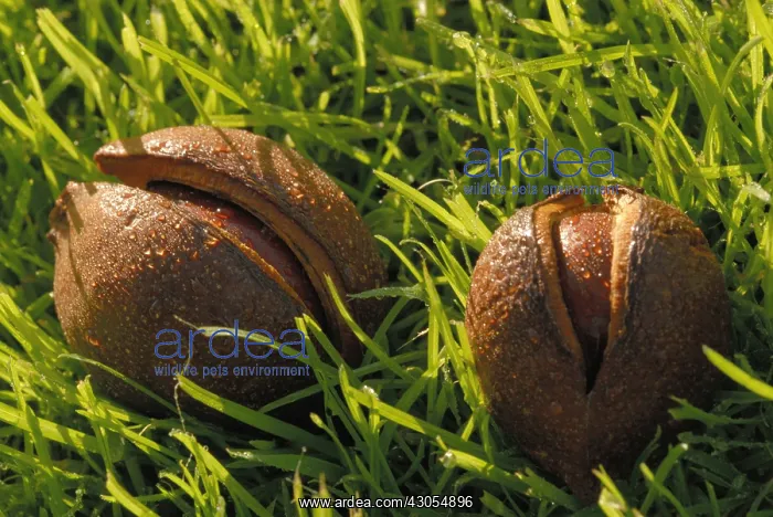 : Horse Chestnut : Horse Chestnut