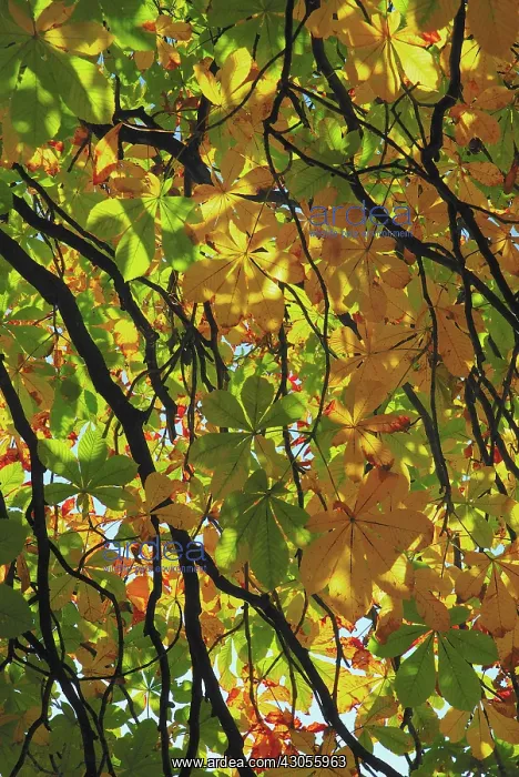 : Horse Chestnut : Horse Chestnut