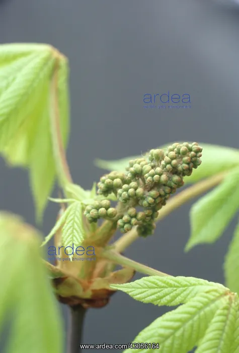 : Horse Chestnut : Horse Chestnut