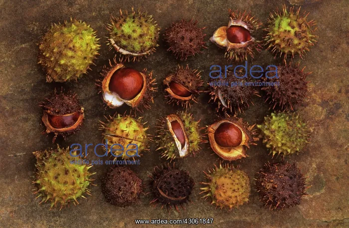 : Horse Chestnut : Horse Chestnut