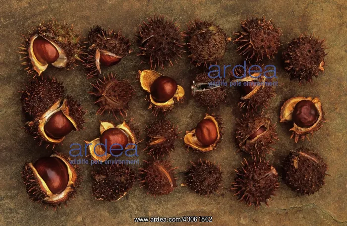  : Horse Chestnut