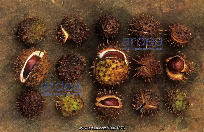 : Horse Chestnut : Horse Chestnut