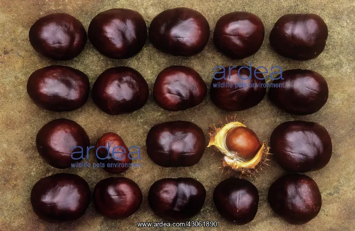 : Horse Chestnut : Horse Chestnut