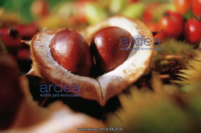 : Horse Chestnut : Horse Chestnut