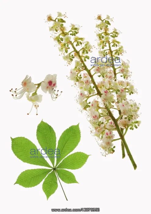 : Horse Chestnut : Horse Chestnut
