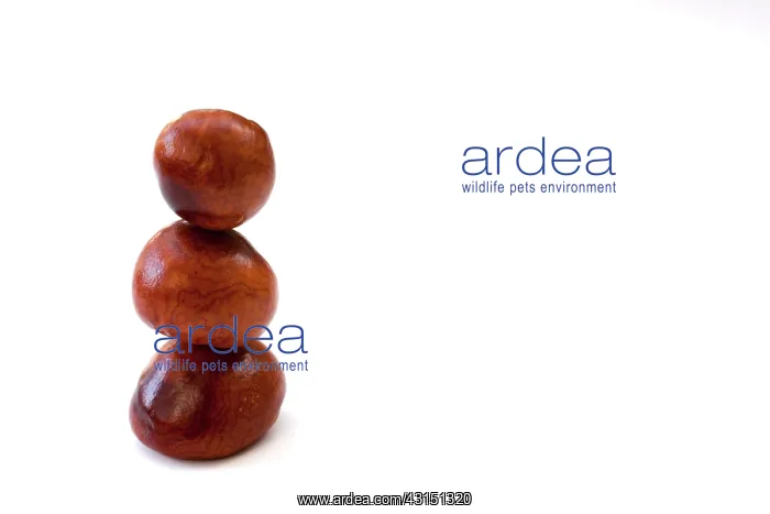 : Horse Chestnut : Horse Chestnut