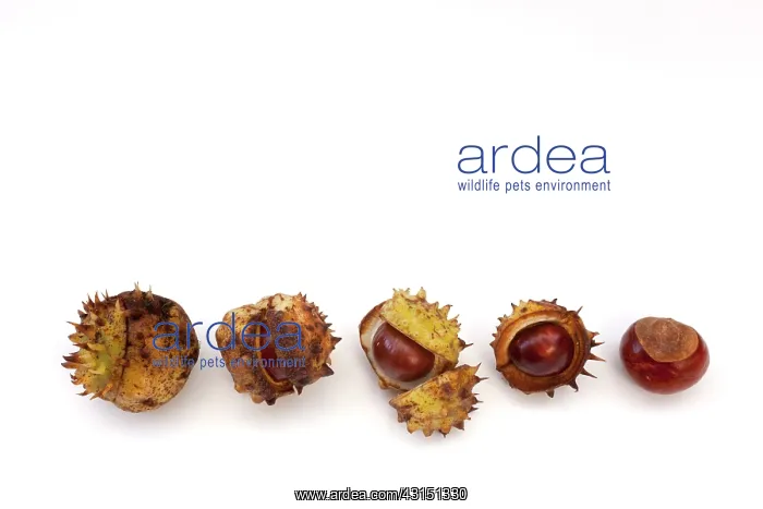 : Horse Chestnut : Horse Chestnut