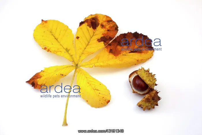 : Horse Chestnut : Horse Chestnut