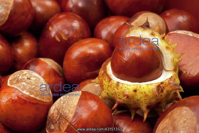 : Horse Chestnut : Horse Chestnut