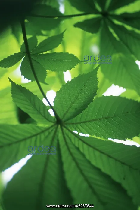 : Horse Chestnut : Horse Chestnut