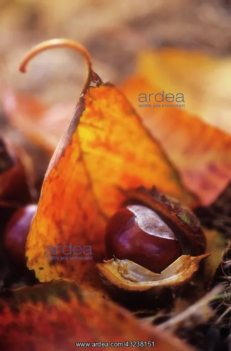 : Horse Chestnut : Horse Chestnut