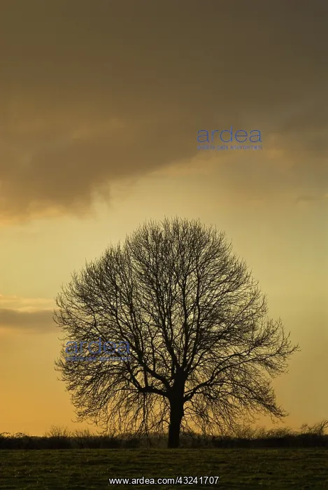  : Horse Chestnut