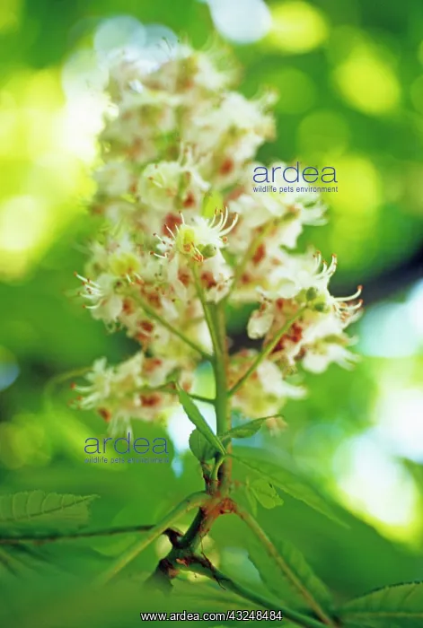 : Horse Chestnut : Horse Chestnut