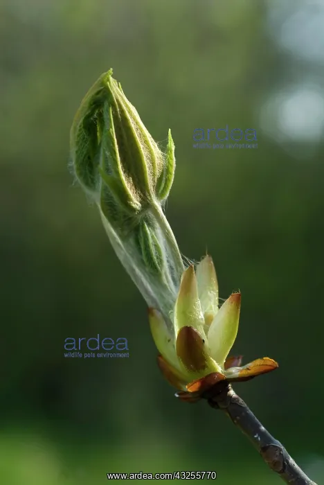 : Horse chestnut : Horse chestnut
