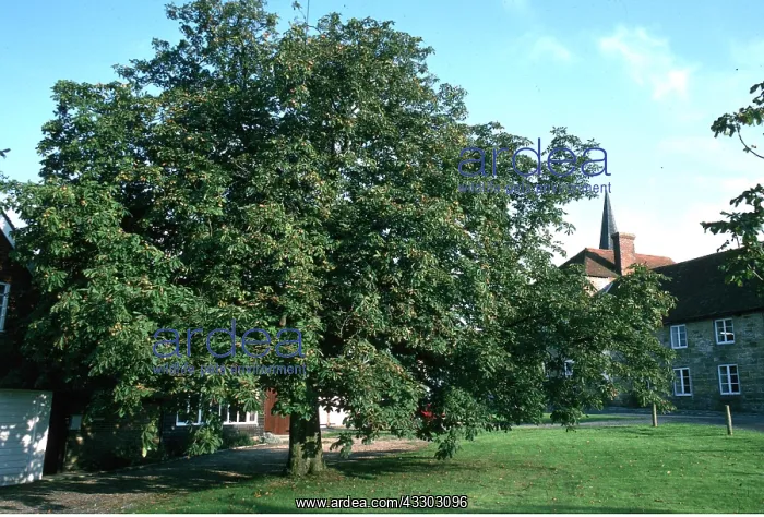 : HORSE CHESTNUT : HORSE CHESTNUT