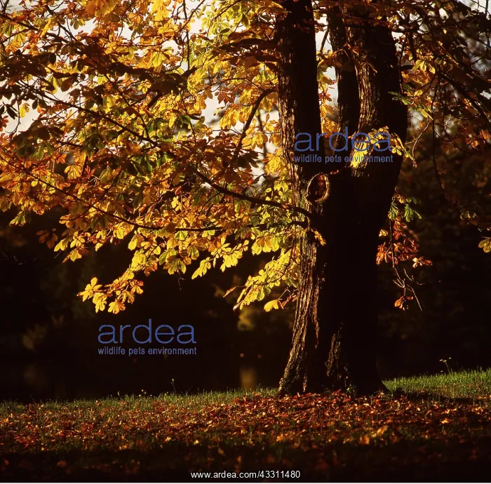 : HORSE CHESTNUT : HORSE CHESTNUT