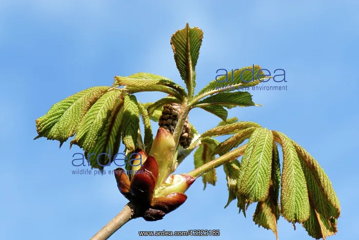 : Horse chestnut : Horse chestnut