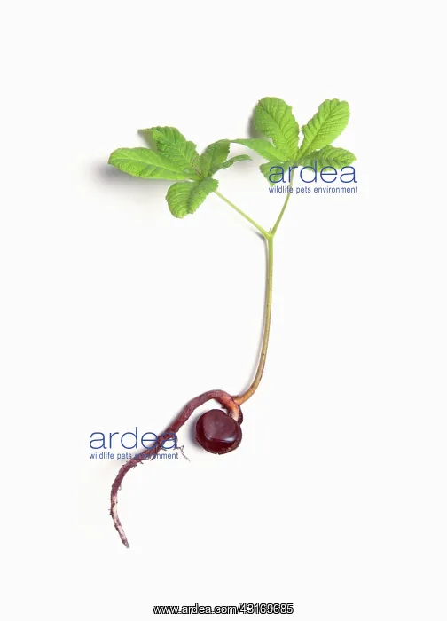 : Horse chestnut, Aesculus hippocastanum, seedling showing the : Horse chestnut, Aesculus hippocastanum, seedling showing the