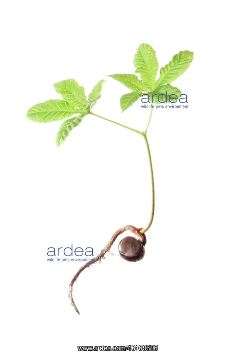 : Horse chestnut, Aesculus hippocastanum, seedling showing the : Horse chestnut, Aesculus hippocastanum, seedling showing the