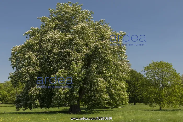 : Horse Chestnut, Aesculus hippocastanum, in flower : Horse Chestnut, Aesculus hippocastanum, in flower