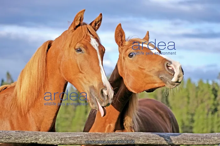 : Horse Chestnut Arabian two fillies standing together : Horse Chestnut Arabian two fillies standing together