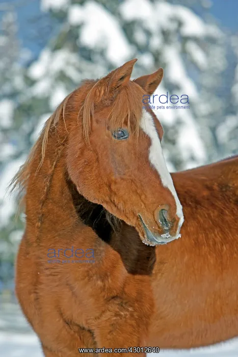 : Horse Chestnut Arabian Gelding portrait of purebred : Horse Chestnut Arabian Gelding portrait of purebred