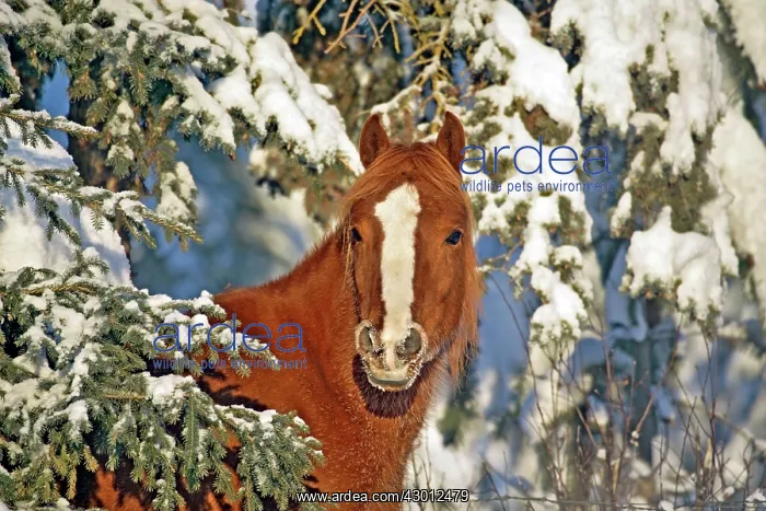 : Horse Chestnut Arabian portrait of mare standing : Horse Chestnut Arabian portrait of mare standing