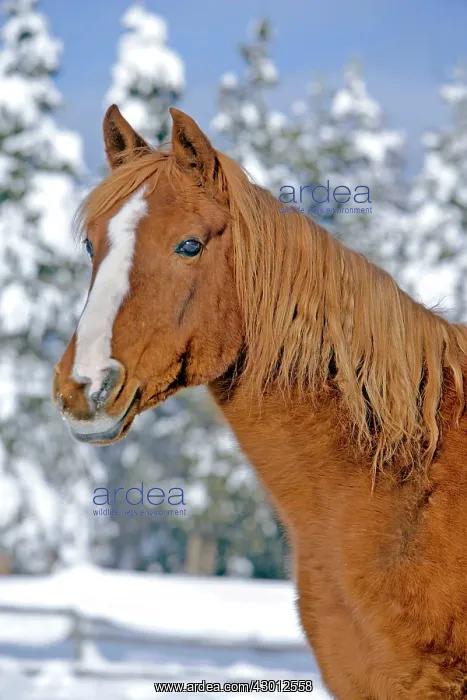  : Horse Chestnut Arabian Stallion portrait standing