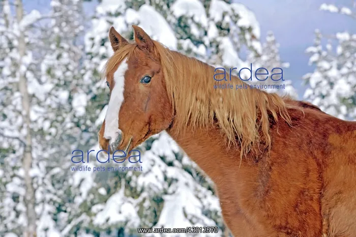 : Horse Chestnut Arabian Stallion portrait standing : Horse Chestnut Arabian Stallion portrait standing